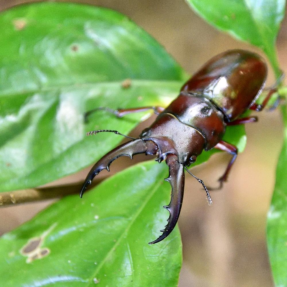 クワガタ写真 21